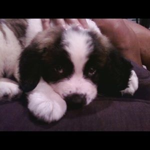 Meet your Posher, Carole